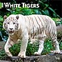 2026 BrownTrout White Tigers 12" x 12" Monthly Wall Calendar (9798330706341)~#|#~020A01AB-833A-42F9-A11B1C0CA56C9445_sc7