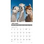2027 Willow Creek Alpacas 12" x 12" Monthly Wall Calendar, Assorted Colors (58695)~#|#~02C8C063-0D72-4E84-BA92667631FD05D2_sc7