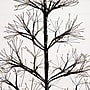 Nearly Natural Pre-Lit Artificial Halloween Black Starburst Tree, 4' (T5409)~#|#~030D702F-9D2D-402E-BC17F6A23C9E0D36_sc7