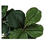 Monarch Specialties Inc. Fiddle-Leaf Fig in Pot (I 9511)~#|#~039DE89A-C7F1-47A7-8ED329FB75EB6058_sc7