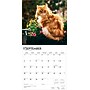 2026 BrownTrout Ginger Cats 12" x 12" Monthly Wall Calendar (9798330703425)~#|#~04523131-315F-411B-9C5B03A5B01410AE_sc7