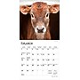 2026 BrownTrout Baby Moo Moos 7" x 7" Monthly Wall Calendar (9798330702275)~#|#~04FAD122-4986-4A50-A8EB9B6AE079BC3C_sc7
