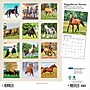 2026 Plato Magnificent Horses 12" x 12" Monthly Wall Calendar (9798330706846)~#|#~05EB3FF2-B3A6-434F-83FB569BFB3A1684_sc7