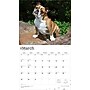 2026 BrownTrout For the Love of Bulldogs 14" x 12" Monthly Wall Calendar (9798330707133)~#|#~05EFC9D9-4976-41D2-9B382CD292354F69_sc7