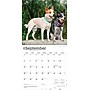 2026 BrownTrout Australian Cattle Dogs 12" x 12" Monthly Wall Calendar (9798330702190)~#|#~067F6930-5277-44BA-AD0695F4288A70F2_sc7