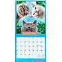 2026 BrownTrout  Cranky Kitties 12" x 12"  Monthly, Paper Cover,  Cranky Kitties (9798330701414)~#|#~09C39C4B-283C-4546-A8AF7EBD8C93D02C_sc7