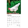 2026 BrownTrout Chickens 7" x 7" Monthly Wall Calendar (9798330702879)~#|#~0A0234F8-E262-45DA-A2DCC3B85AB11FB2_sc7