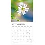2026 Plato Simplicity 12" x 12" Monthly Wall Calendar (9798330706686)~#|#~0ED29057-0431-4EBB-B1FF99B91BFDA962_sc7