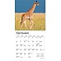 2026 BrownTrout Baby Animals 7" x 7" Monthly Wall Calendar (9798330702237)~#|#~1219AC3D-03D9-4B92-A926BFCFB3B8CC4E_sc7