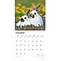 2026 BrownTrout Honey Bunny 12" x 12" Monthly Wall Calendar (9798330703654)~#|#~134F06C1-F3C6-49D6-B8671B8666026999_sc7