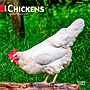 2026 BrownTrout Chickens 7" x 7" Monthly Wall Calendar (9798330702879)~#|#~138FC519-2083-4734-9FC5F89625B08867_sc7