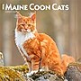 2026 BrownTrout Maine Coon Cats 12" x 12" Monthly Wall Calendar (9798330704460)~#|#~14FD0700-E6DD-495D-A7D86D8E71F2CCA3_sc7