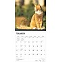 2025 BrownTrout Ginger Cats 12" x 12" Monthly Wall Calendar (9781975477035)~#|#~16FDD514-AD4A-4CAE-88D9637CA10A5164_sc7