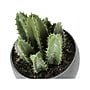 Monarch Specialties Inc. Succulents in Pots, 3/Pack (I 9587)~#|#~17576105-2649-42B5-9E82C57F629CDA1D_sc7