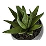 Monarch Specialties Inc. Succulents in Pots, 3/Pack (I 9587)~#|#~1A2E0159-E3FD-4416-8CD3C42567F8794A_sc7