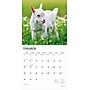 2026 BrownTrout Baby Goats 12" x 12" Monthly Wall Calendar (9798330702268)~#|#~1A58820C-958F-47F8-93528E0AEEC26766_sc7