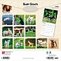 2026 BrownTrout Baby Goats 12" x 12" Monthly Wall Calendar (9798330702268)~#|#~1A8A8D56-FD44-4DA2-9B793D6E8C3B11FF_sc7