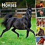 2026 BrownTrout 365 Days of Horses 12" x 12" Monthly Wall Calendar (9798330703760)~#|#~1C4CE0F2-D7E9-4654-A400F7F54D6C7EFF_sc7
