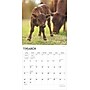 2025 BrownTrout Baby Moo Moos 12" x 12" Monthly Wall Calendar (9781975476588)~#|#~1E6CC1DA-60B9-41EE-9274C24CF0C83CAE_sc7