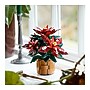 LEGO Botanicals Poinsettia, 608 Pieces (10370)~#|#~21434A29-1437-4700-947EA23E51404A26_sc7