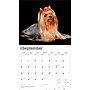 2026 BrownTrout For the Love of Yorkshire Terriers 14" x 12" Monthly Wall Calendar (9798330707188)~#|#~247BC67C-8A50-49C9-87440A8A729E7D5C_sc7