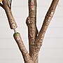 Nearly Natural 9' Autumn Maple Artificial Fall Tree (T4812)~#|#~2832001B-82C0-4610-ABC8CE60B9007608_sc7