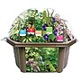 Fernroot Rainforest Biosphere, Multicolored (SRCEBRB621)~#|#~287891F8-7333-445E-8C78D5C1AE78D9D9_sc7