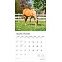 2026 Plato Magnificent Horses 12" x 12" Monthly Wall Calendar (9798330706846)~#|#~2B0863B1-38A0-4B7B-AC699499562ED581_sc7