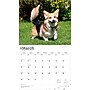 2026 BrownTrout For the Love of Welsh Corgis 14" x 12" Monthly Wall Calendar (9798330707195)~#|#~2B1A77D1-A42A-4600-A365DB45A0B334EF_sc7