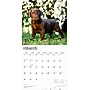 2026 BrownTrout Chocolate Labrador Retriever Puppies 12" x 12" Monthly Wall Calendar (9798330704200)~#|#~2B3D2506-53C9-4D22-963B02D8CE1E1369_sc7