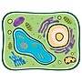 Roylco See-Through Plant Cell Builder, 10/Set (R-59281)~#|#~2D53AFFA-B8D4-46B8-91CB02CB2D6082B5_sc7