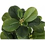 Monarch Specialties Inc. Ficus Elastica in Pot, 2/Pack (I 9585)~#|#~2D632E84-8A39-4D6A-9B3AB3E2774CD229_sc7