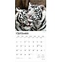 2026 BrownTrout White Tigers 12" x 12" Monthly Wall Calendar (9798330706341)~#|#~2DFAF45D-C782-46A5-902DFF083E3335C8_sc7