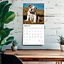 2026 BrownTrout Bulldog Puppies 12" x 12" Monthly Wall Calendar (9798330702664)~#|#~2EF3B495-352C-4F84-9DE6C817B020726E_sc7