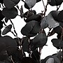 Nearly Natural Pre-Lit Artificial Halloween Black Eucalyptus Tree, 6' (T5223)~#|#~2F89E30F-DB06-4587-9129E58FF35333E3_sc7