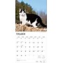 2026 BrownTrout Tuxedo Cats 12" x 12" Monthly Wall Calendar (9798330706068)~#|#~2FBFFE6F-FCE0-4D9C-AAABB5D6FC5541BC_sc7