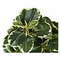Monarch Specialties Inc. Ficus Elastica in Pot, 2/Pack (I 9585)~#|#~305C7E5D-0EC8-4808-A2F71C5958822A40_sc7