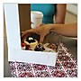 SCT Bakery Boxes, Standard, 9 x 9 x 2.5, White, Paper, 250/Carton~#|#~3146E5E6-6F53-46A3-8CD9D04C33F35C4D_sc7