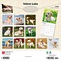 2026 BrownTrout Yellow Labrador Retrievers 12" x 12" Monthly Wall Calendar (9798330704262)~#|#~31FD8158-369C-478C-A688A1A163CBDCD9_sc7