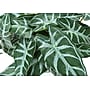Monarch Specialties Inc. 8" Artificial Alocasia Plant in Pot, 2/Set (I 9559)~#|#~31FF6B57-2A28-4028-8B89B1C5E8BE483E_sc7