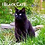 2026 BrownTrout Black Cats 7" x 7" Monthly Wall Calendar (9798330702473)~#|#~32FC51B3-9CB0-4D5F-BB00E07D3D52ED27_sc7