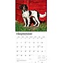 2026 BrownTrout English Springer Spaniels 12" x 12" Monthly Wall Calendar (9798330703227)~#|#~337DDDFF-AAE4-4077-AC85656E9989449B_sc7