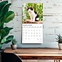 2026 Plato Kitten Cuddles 12" x 12" Monthly Wall Calendar (9798330706792)~#|#~339B2EBC-99E3-4E06-BED7131C3C1980E8_sc7
