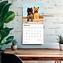 2026 BrownTrout Cairn Terriers 12" x 12" Monthly Wall Calendar (9798330702701)~#|#~361AEE3A-A060-4DA2-ADC6B197F7A7DF5D_sc7
