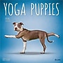 2026 Plato Yoga Puppies 12" x 12" Monthly Wall Calendar (9798330701995)~#|#~3964F9A0-0B35-4DF1-B302182DE3440257_sc7