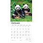 2026 BrownTrout Giant Pandas 12" x 12" Monthly Wall Calendar (9798330703418)~#|#~3B16179C-0812-4662-B92E1084C8A4035B_sc7