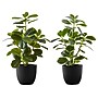 Monarch Specialties Inc. Ficus Elastica in Pot, 2/Pack (I 9585)~#|#~3CC0B1CF-AD0E-467D-8FC877B0A70DB901_sc7