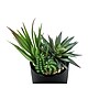 Monarch Specialties Inc. 7" Artificial Succulent Plant in Pot, 2/Set (I 9554)~#|#~3D3F47BE-521A-4FCD-B662BFBB26BDD2D3_sc7
