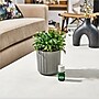 Lifelines Fir Needle & Pine Evaporative Aromatherapy Essential Oil Boxwood Plant Diffuser (11-1611)~#|#~40158F88-A65B-4E84-9688943AB5685FE4_sc7