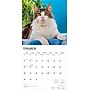 2026 BrownTrout Maine Coon Cats 12" x 12" Monthly Wall Calendar (9798330704460)~#|#~40FE8A4B-4C6A-450E-AA3D23BE5AF07ACE_sc7
